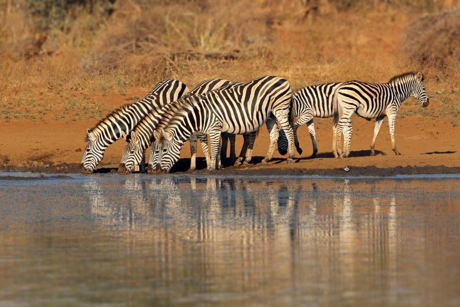 <strong>South Africa: </strong>October, springtime in the Southern Hemisphere, is the ideal month for a trip combining regions in South Africa, such as Kruger National Park in the north and whale watching along the coast in the south.