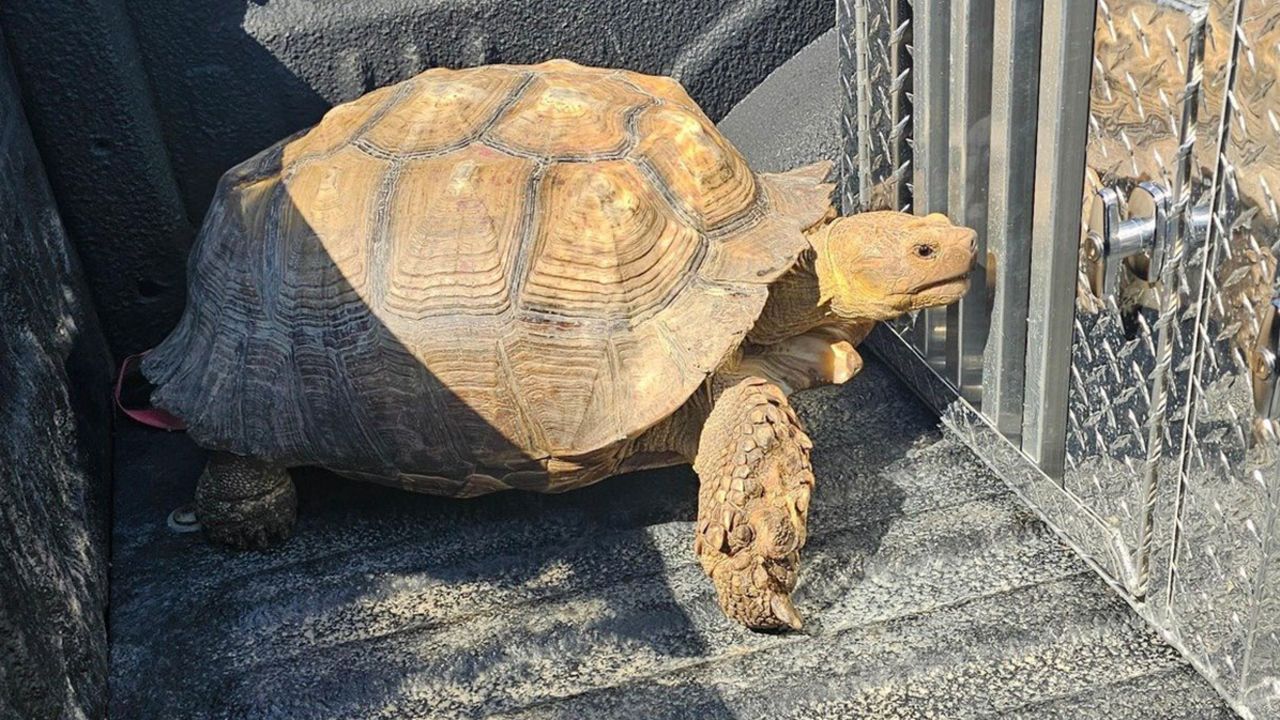 Biscuit was rescued by Animal Control in Ascension Parish, Louisiana.