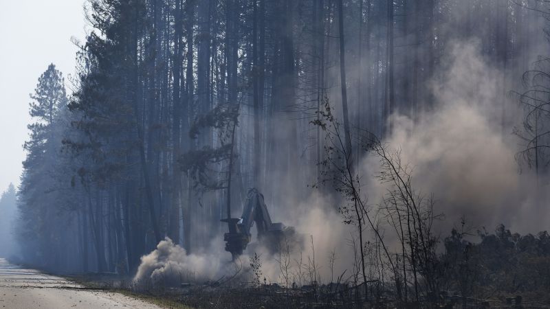 NextImg:'Persistent bear activity' forces wildfire crews to leave campsite in British Columbia, officials say | CNN