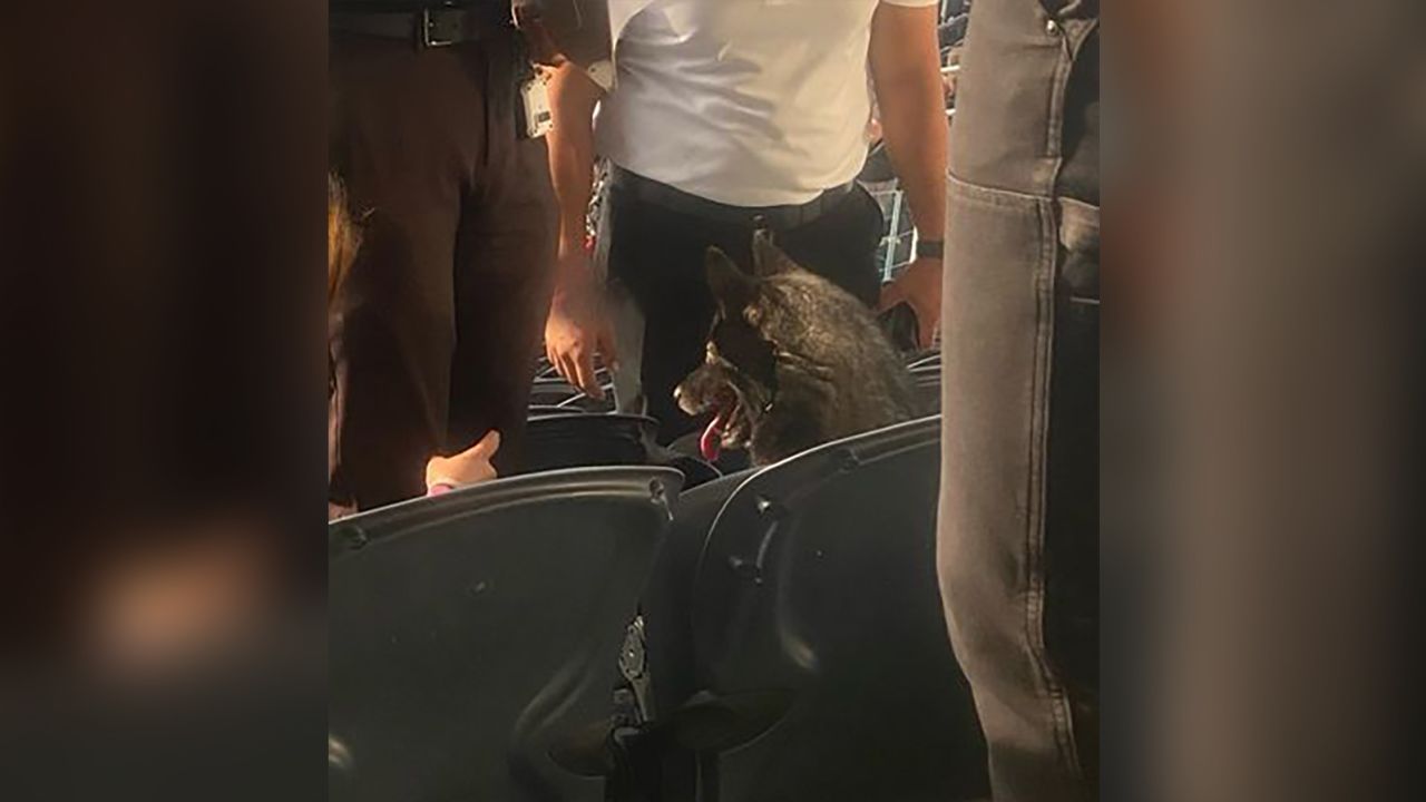 Un perro amante del metal se escapa para asistir a un concierto de Metallica