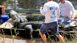 over 900 lb alligator