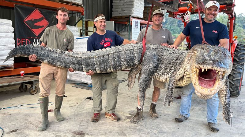 Mississippi Hunters Capture Longest Alligator In State History CNN   230904131105 Mississippi Longest Alligator 