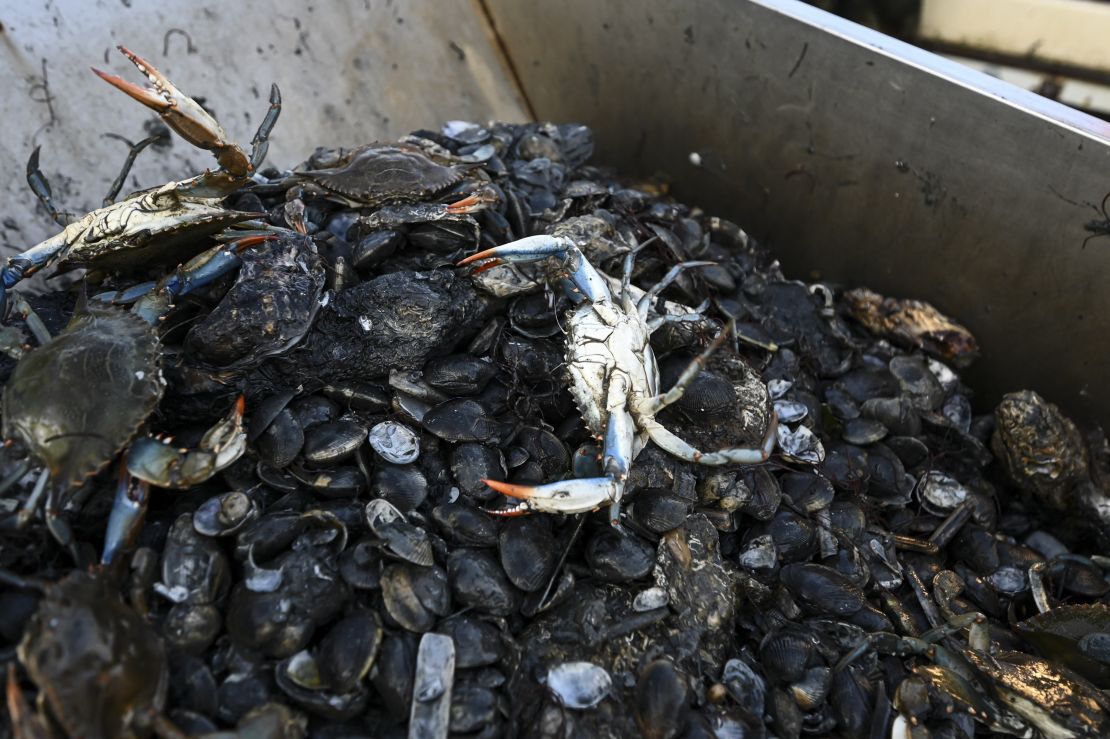 Blue crabs have been eating into shellfish and also profits. 