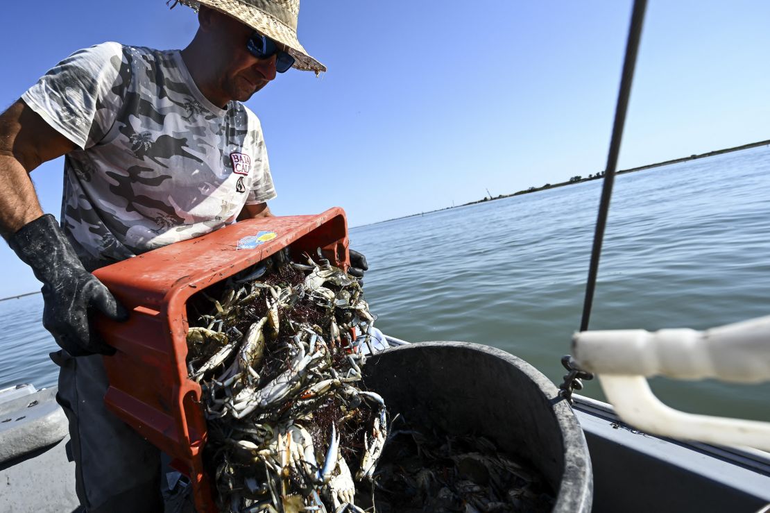 A fisherman harvests blue crabs in the lagoon of Scardovari, south of Venice, Italy, on August 11, 2023. 
