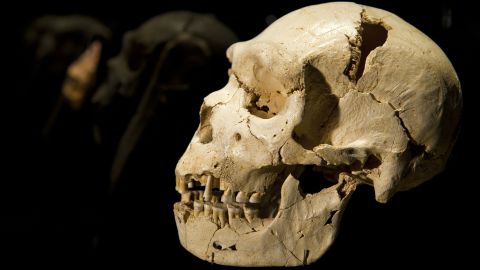 The cranium and mandible of Homo heidelbergensis (500,000 years ago) is seen at the Museum of Human Evolution of Burgos July 12, 2010, before its inauguration on Tuesday. The Museum of Human Evolution is the only one in the world with 200 original human fossils, according to Antonio Jose Mencia, the museum's director of communication. REUTERS/Felix Ordonez (SPAIN - Tags: SOCIETY)