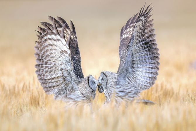 Taken by Qiuqing Mu in a wheat field in Zhejiang, China, this image shows a great grey owl feeding its offspring some prey. "I quickly pressed the shutter and captured a heartwarming moment between the parent and the next generation," said Mu.