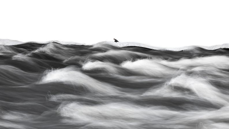 Stefan Gerrits captured this artistic photograph of a white-throated dipper at the Kitka River in Finland. "The harsh temperatures, reaching as low as minus 27 degrees Celsius (minus 17 degrees Fahrenheit), were a challenge. I focused on longer-exposure shots, using a 70 to 200 millimeter lens to capture silky-smooth water in each photo," he said.