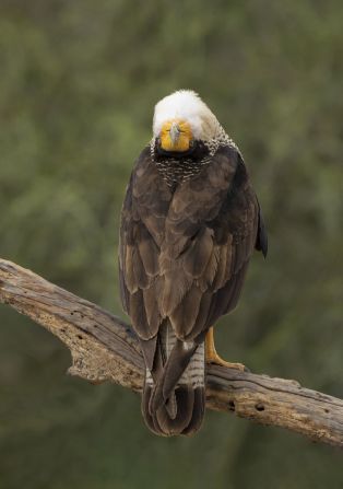 In this image, captured at a ranch in Texas, US, a northern crested caracara cranes its neck backwards to look straight into Ann Gillis' lens. 