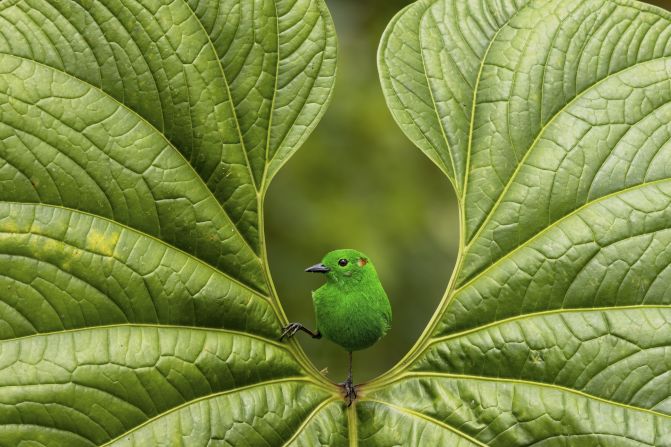 Nicolas Reusens' photograph of a glistening-green tanager in the Mashpi Amagusa Reserve, Ecuador, won the award's best portrait category. "After hours of waiting, I saw the vivid green bird on a perfect heart shaped leaf. Its shimmering feathers reflected a dazzling array of colors," said Reusen. 