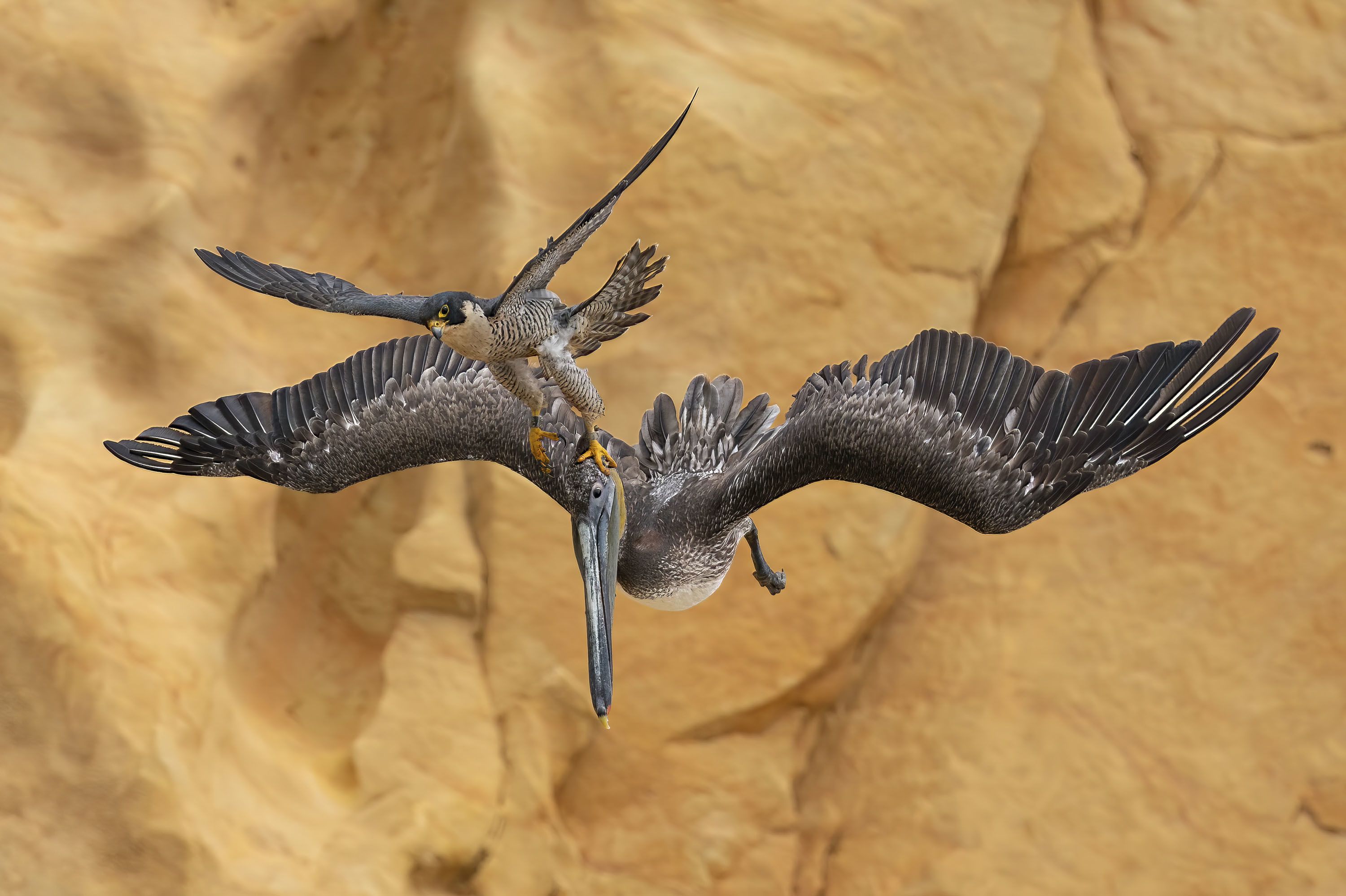 Birds of Prey Found in Tasmania — Bonorong Wildlife Sanctuary