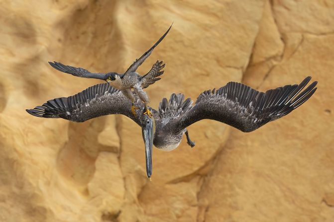 A photo of a peregrine falcon attacking a large brown pelican was the overall winner of this year's Bird Photographer of the Year. Taken in California, US, photographer Jack Zhi said he had waited four years to capture the rare moment. <strong>Explore the gallery to see more photos from this year's awards.</strong>