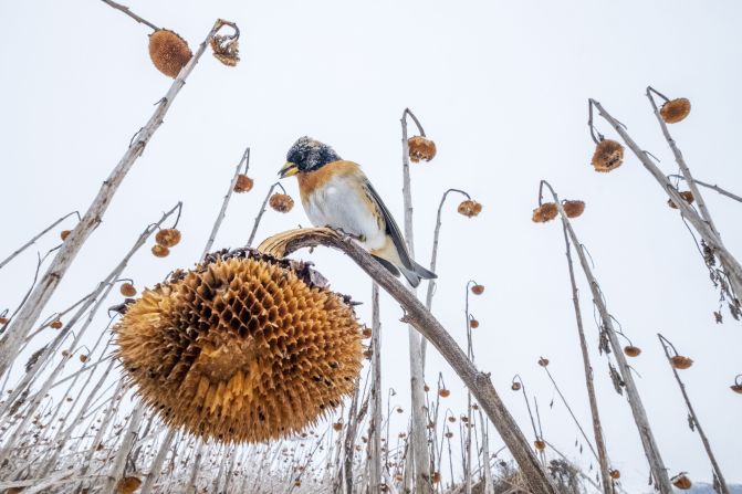 A brambling is pictured perching on a sunflower stalk during winter in Lower Silesia, Poland. Photographer Mateusz Piesiak said that flooding meant that a field of sunflowers could not be harvested, and thousands of birds, including greenfinches, goldfinches and bramblings flocked to it for foraging.