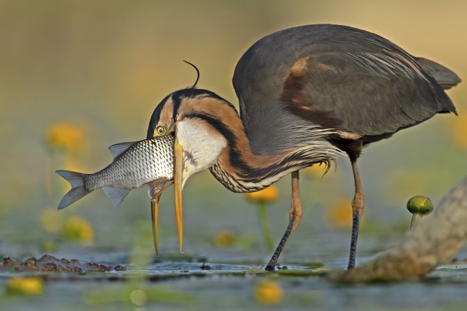 Winning the comedy bird photo category, this image, captured by Antonio Aguti, shows a purple heron with a very large crucian carp in its beak. After several attempts to turn the fish on its side, the bird "voraciously swallowed" it, said Aguti. 