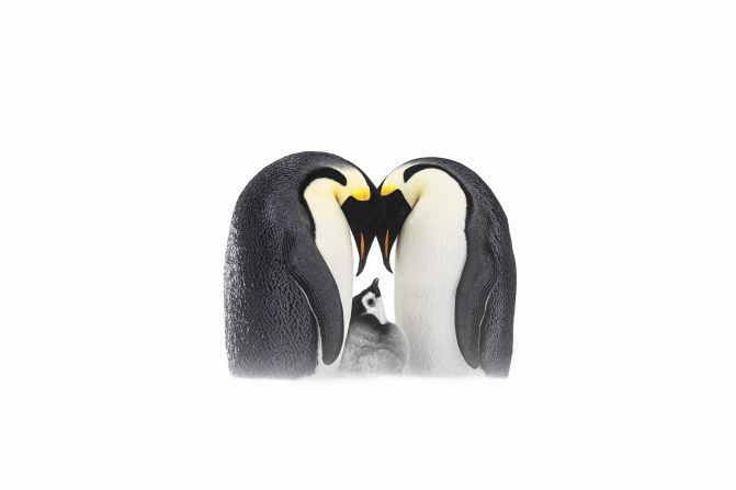 Photographed in Antarctica, two emperor penguin parents look lovingly at their chick. "Before capturing this image, I spent two days observing these penguins, lying flat on the ice to avoid scaring them. Waiting for the chick to appear, I finally got this touching shot of parental love," said photographer Thomas Vijayan. 