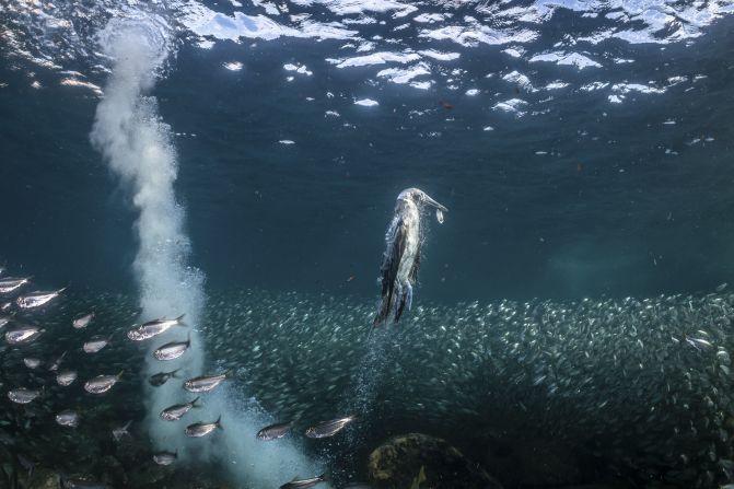 The strange and captivating image of a blue-footed booby rising from a shoal of fish with a sardine in its beak was recognized in the bird behavior category. It was taken by photographer Henley Spiers in the waters of Los Islotes in Baja California Sur, Mexico.