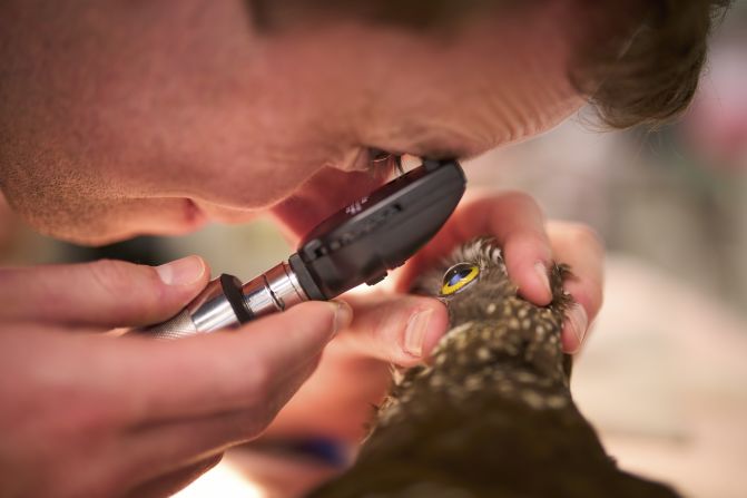 As well as highlighting the beauty of birds, the award also wants to promote conservation. This photograph, taken by Michael Eastwell at the Bonorong Wildlife Hospital in Brighton, Tasmania, Australia, shows a vet examining the eye of a southern boobook, the smallest Australian owl species.