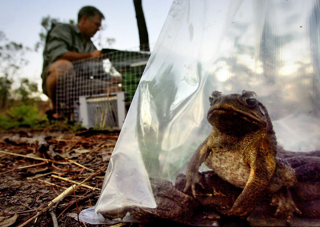 An invasive cane toad sits inside a plastic bag after being removed from a trap at a billabong south of Darwin, Australia on May 11, 2005. 