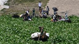 Boatmen steer their boats amid water hyacinth in the Buriganga River in Dhaka on June 6, 2023. 