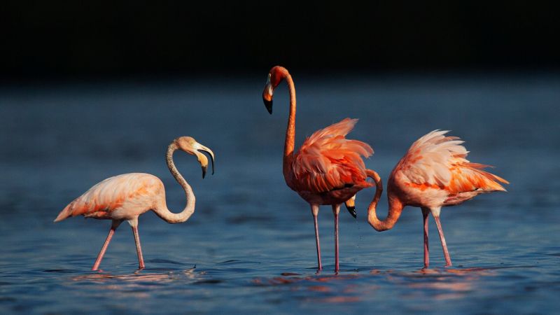 Когато мислите за фламинго, изображенията, които идват на ум, вероятно