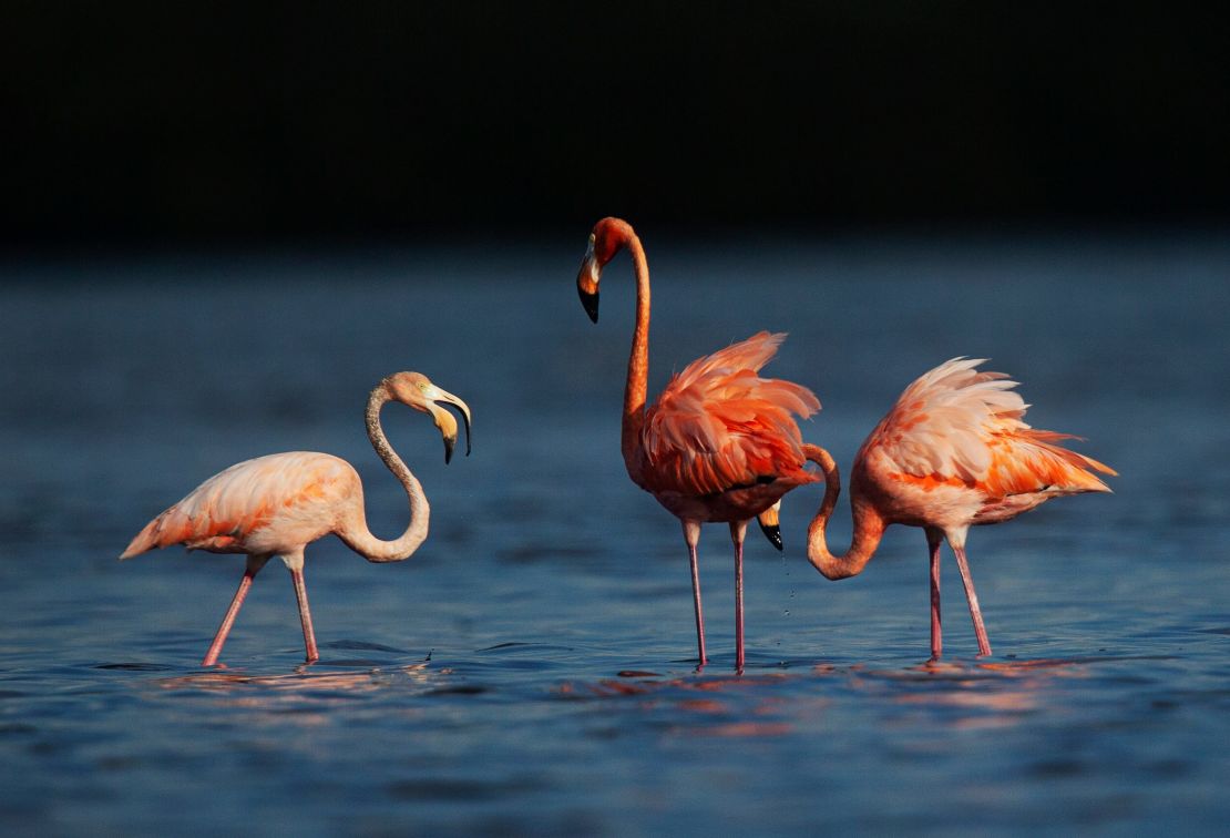 Flamingos feed and preen in Estero Bay Preserve State Park in Estero, Florida, on Monday, September 4, 2023. 