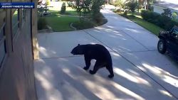 bear on patio florida