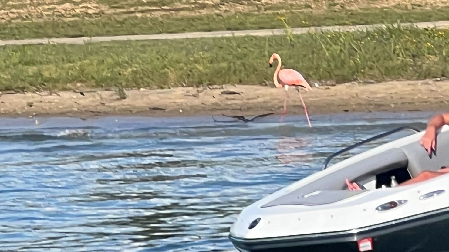 A flamingo is seen in Kentucky.