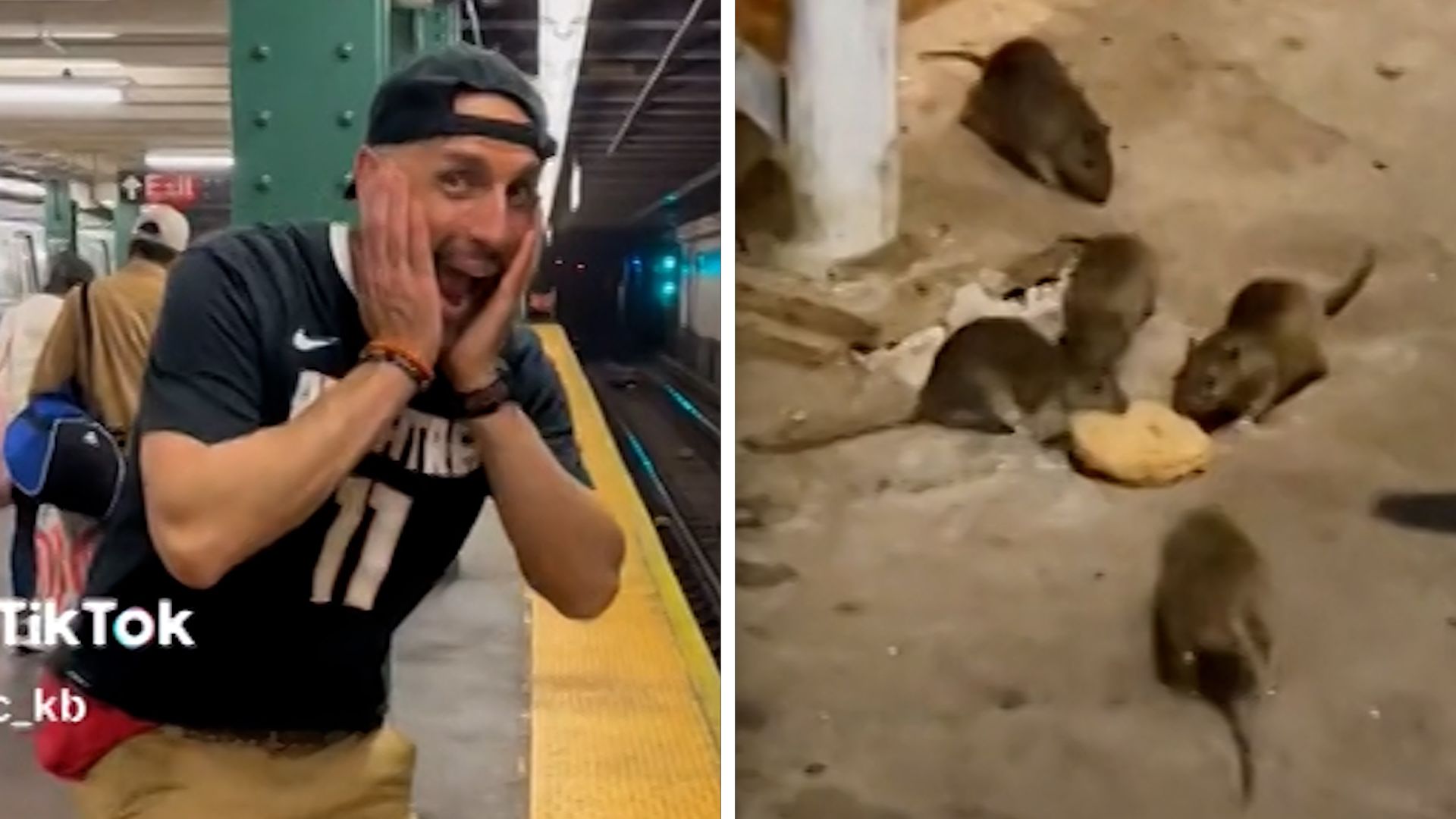 giant rat new york city dave｜TikTok Search