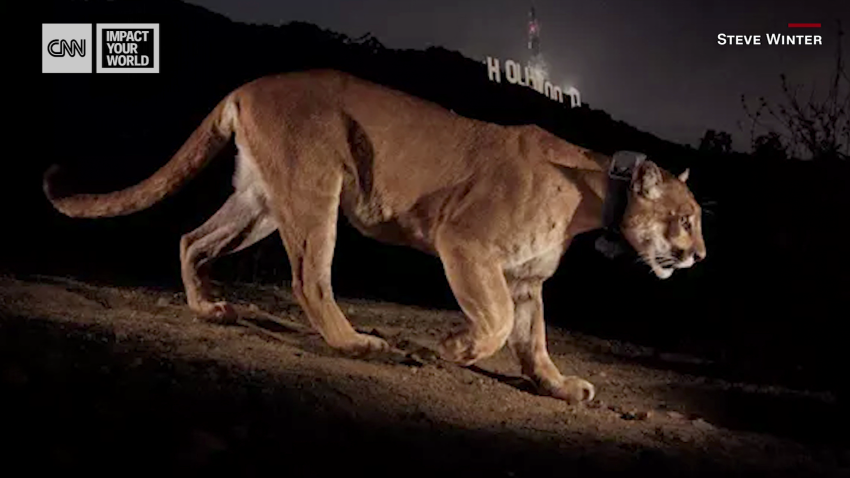 los angeles freeway wildlife crossing iyw_00000407.png