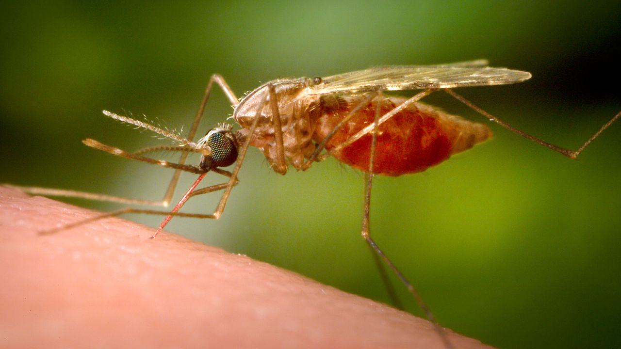 This 2014 photo made available by the U.S. Centers for Disease Control and Prevention shows a feeding female Anopheles funestus mosquito. The species is a known vector for malaria. The parasitic disease killed more than 620,000 people in 2020 and caused 241 million cases, mainly in children under 5 in Africa. (James Gathany/CDC via AP)