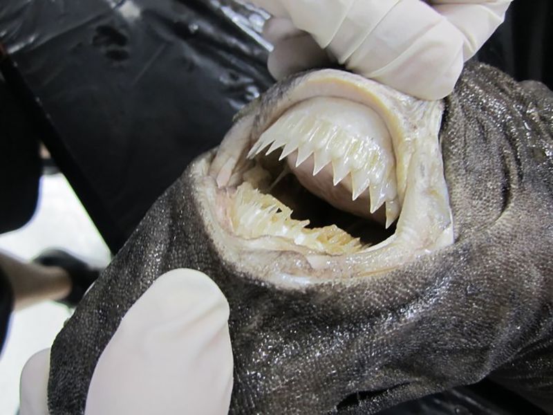 Cutter shark 2024