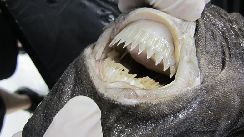cookiecutter shark teeth