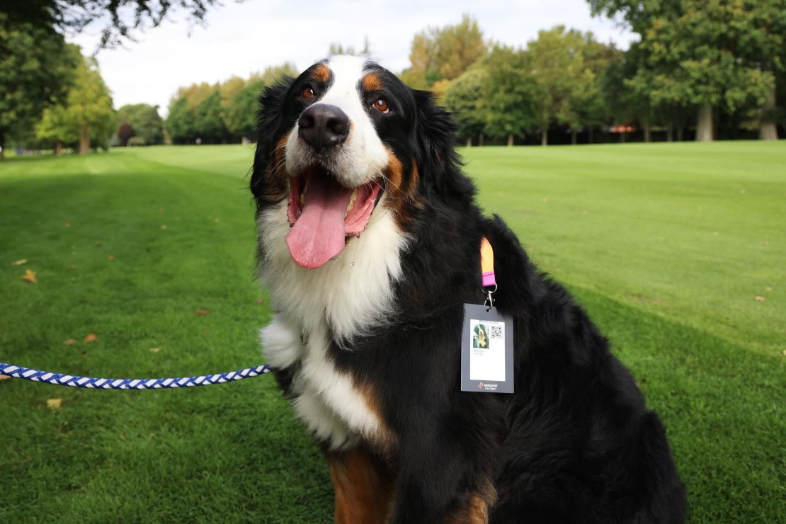 STRAFFAN, IRELAND - SEPTEMBER 06: Wilson, Dog owned by Padraig Harrington of Ireland (not pictured) poses for a photo during the Pro-Am prior to the Horizon Irish Open at The K Club on September 06, 2023 in Straffan, Ireland. (Photo by Oisin Keniry/Getty Images)