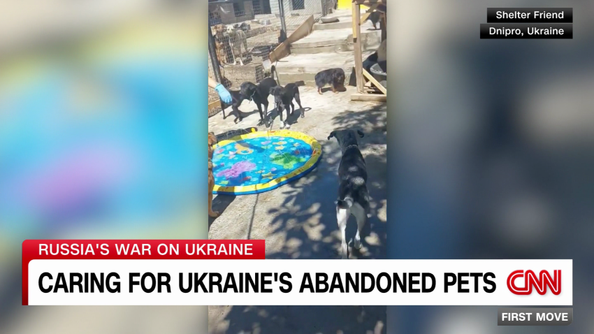 exp Ukraine abandoned pets_00002001.png