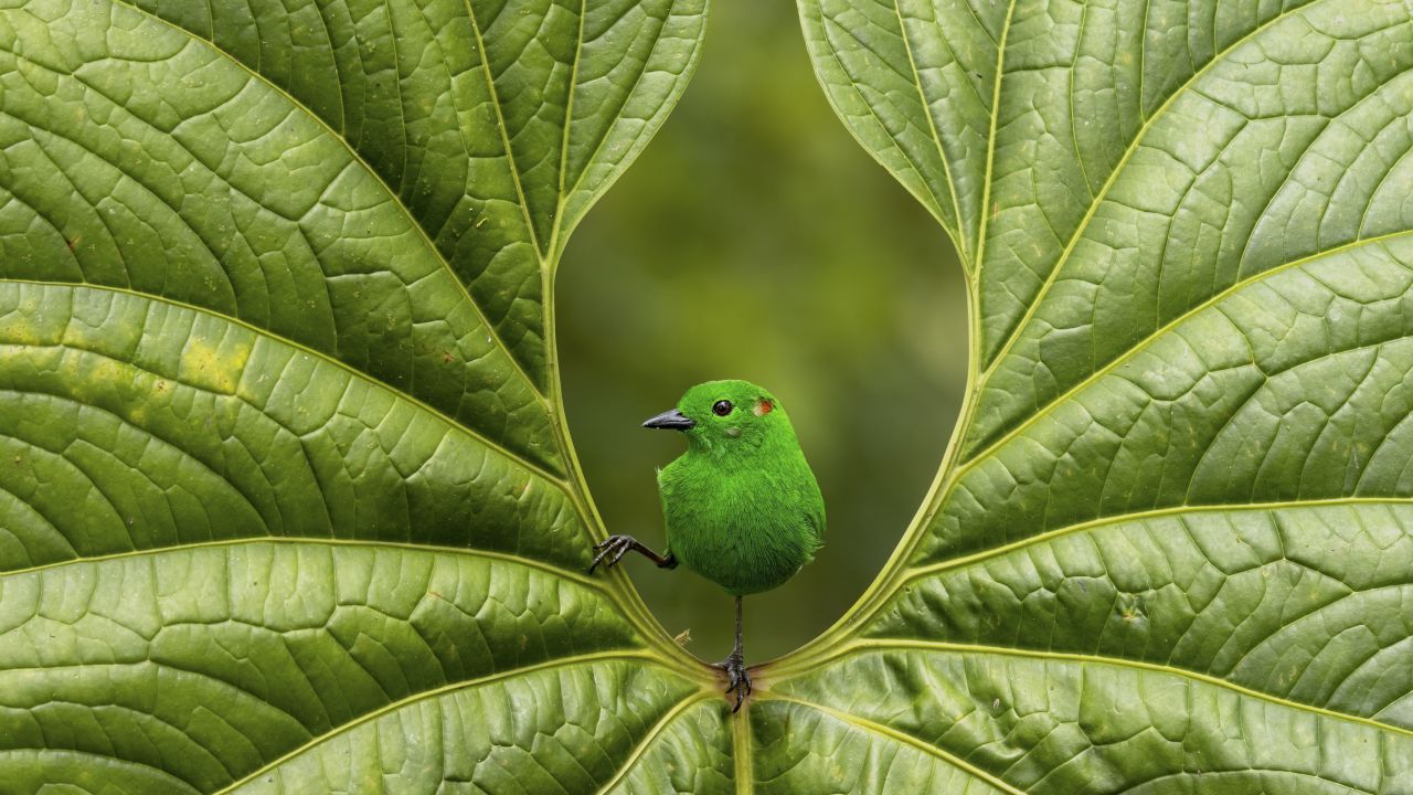 De schitterende groene Tangare Chlorochrysa phoenicotis.  Mashpe Amagosa-reservaat, Ecuador.  Nicolas Ríosens, Spanje.  Categorie: Beste foto.  Winnaar van de gouden prijs.  Tijdens mijn avonturen in de tropische jungle was ik opgewonden om de zeldzame, felgroene tanager te zien.  Na uren wachten zag ik de felgroene vogel op een perfect hartvormig blad.  Hun glinsterende verenkleed weerspiegelt een oogverblindende reeks kleuren.  Ik heb elk detail vastgelegd en ik ben dankbaar voor dit magische moment te midden van de weelderige bosachtergrond.