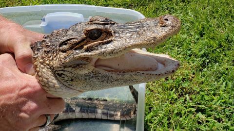 Authorities caught a nearly 4-feet-long alligator in New Jersey after it was first spotted two weeks prior.