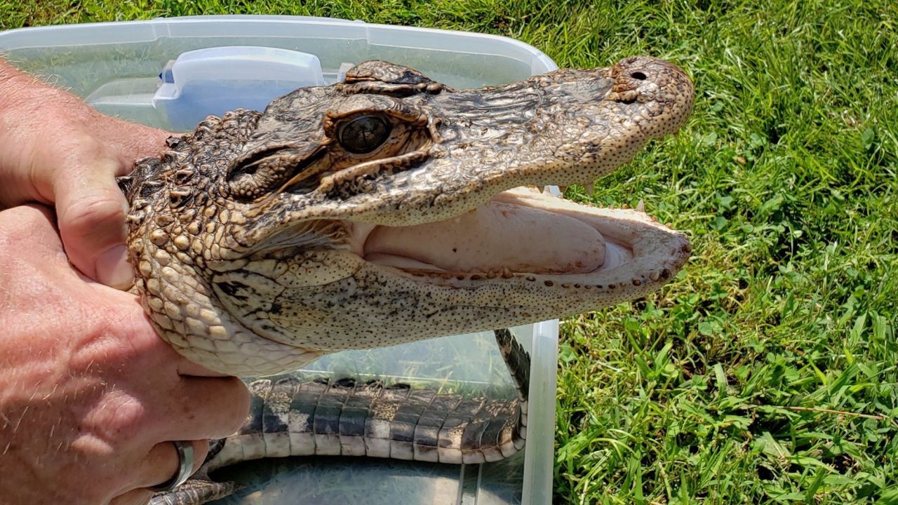 Authorities caught a nearly 4-feet-long alligator Thursday in New Jersey after it was first spotted two weeks prior.