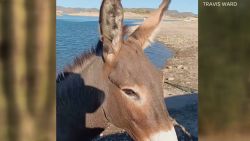 travis ward donkey