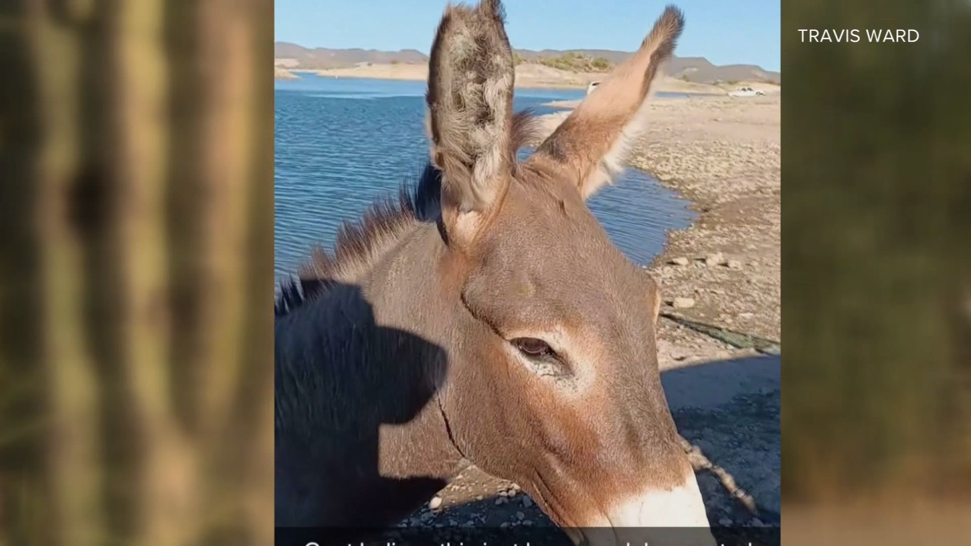 Peaceful Valley Donkey Rescue - Zebra? Zonkey? Nope .. just a donkey with  extra stripey legs. Many donkeys have some stripes on their legs, but this  gelding may win the prize for