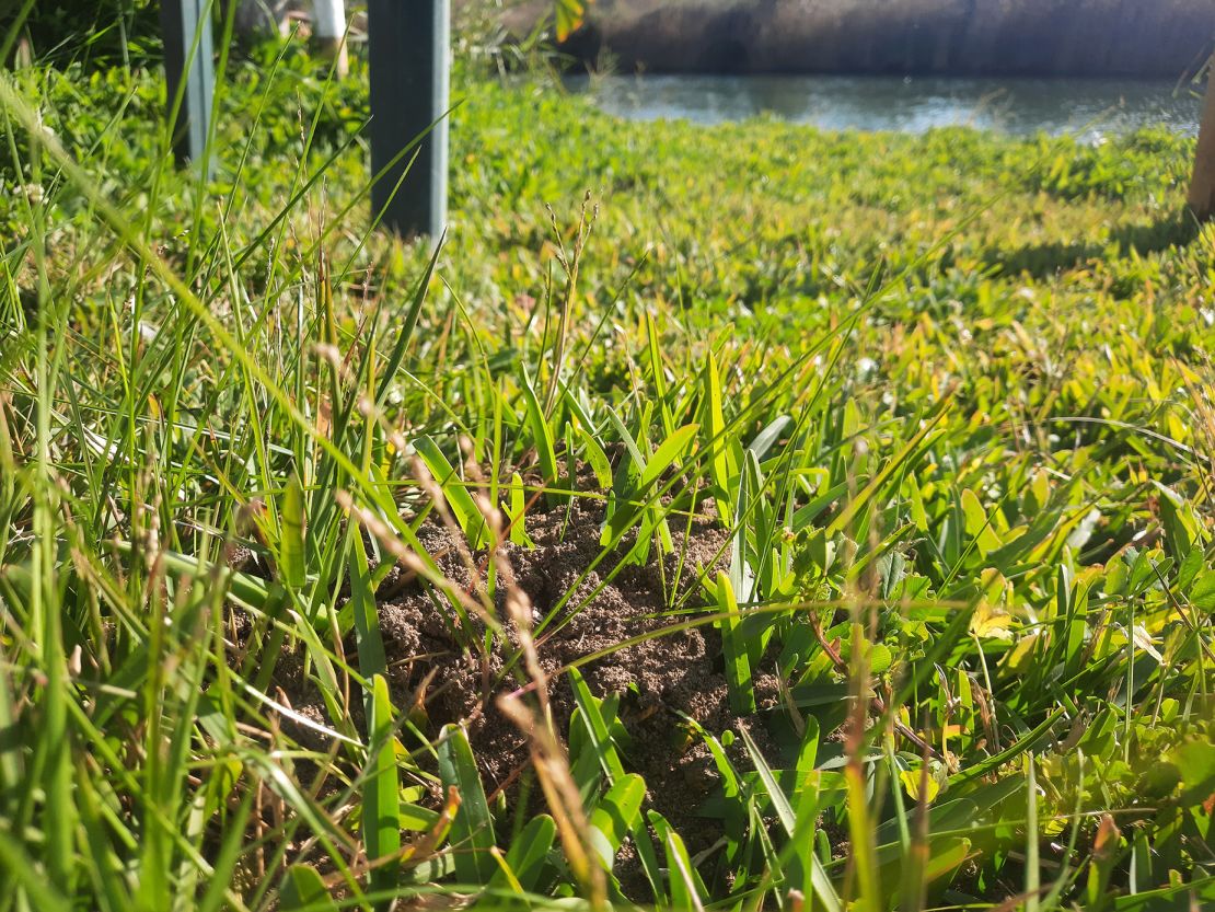 A red fire ant nest near Syracuse in Sicily, Italy.