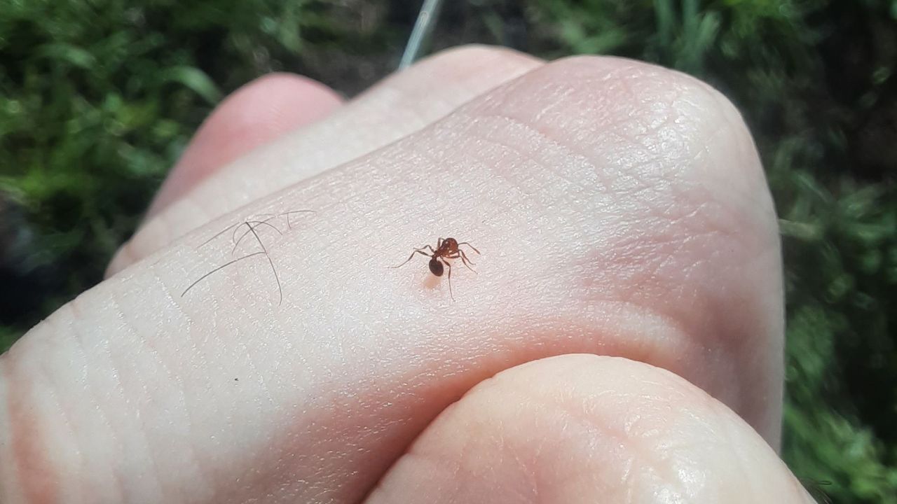 A red fire ant on a researcher's hand.