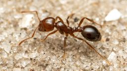 05 invasive red fire ant Europe Italy ant macro