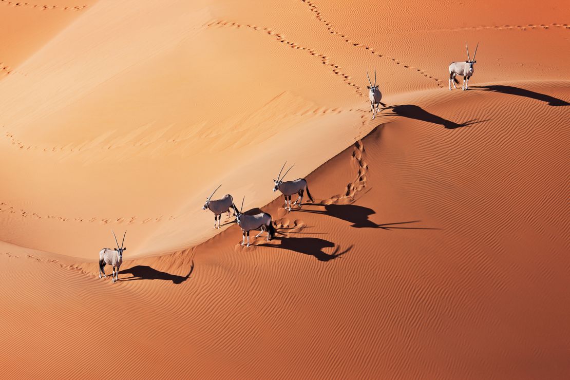 Gemsbok (Oryx gazella) In typical desert habitat. Dist. South-Western & Northern East Africa. Namib desert, Naukluft National Park, Namibia.