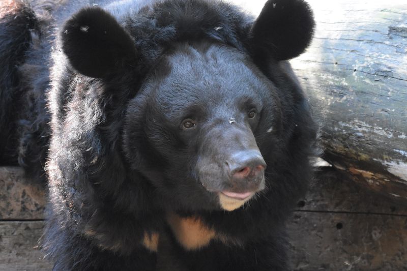 War traumatized Ukrainian bear to be adopted by Scottish zoo CNN