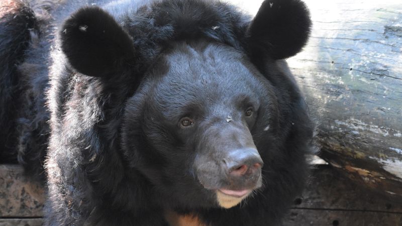Травмирана от война украинска мечка ще бъде осиновена от шотландския зоопарк
