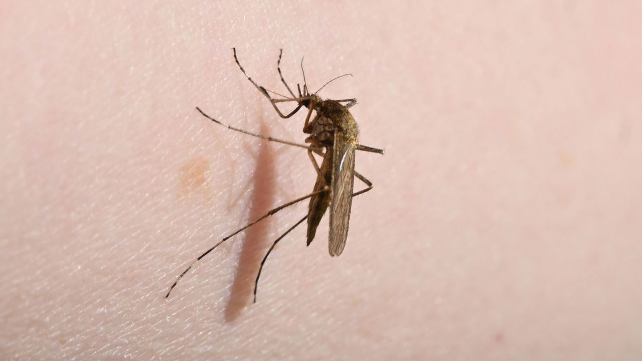 An Aedes mosquito sits on an arm.
