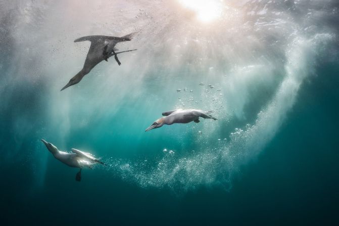 Kat Zhou's northern gannets dive beneath the waterline in Shetland, Scotland. <br />