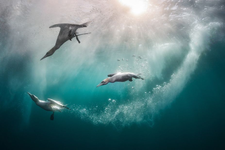 Kat Zhou's northern gannets dive beneath the waterline in Shetland, Scotland. <br />