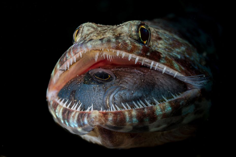 Jack Pokoj won the wildlife category with this picture, taken in the Philippines, as a lizardfish opens its mouth to reveal its last meal.