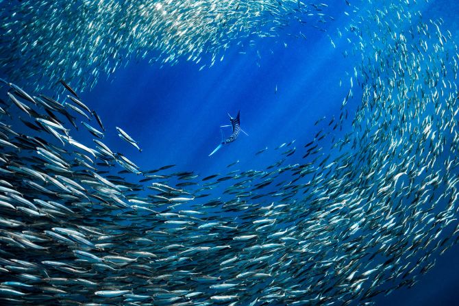 A striped marlin hunts a bait ball in Mexico by Merche Llobera, winner of the Female Fifty Fathoms Award. <br /><br /><br />