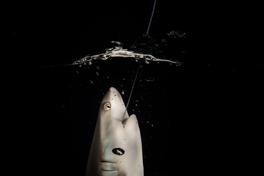 A young grey reef shark is hooked by an angler at night at Burma Bank, an offshore plateau in the Andaman Sea. Sirachai Arunrugstichai, Ocean Portfolio Award.